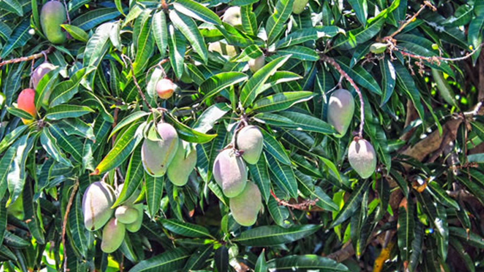 Mangue Agricultural Solutions