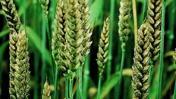 Céréales