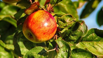 Pomme