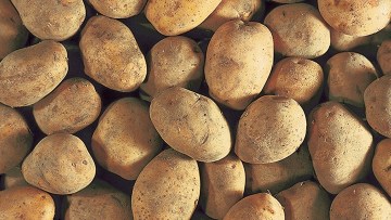 Pommes de terre