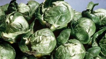 Choux de Bruxelles