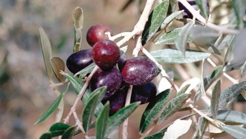 Olives