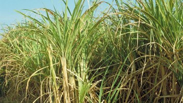 Canne à sucre